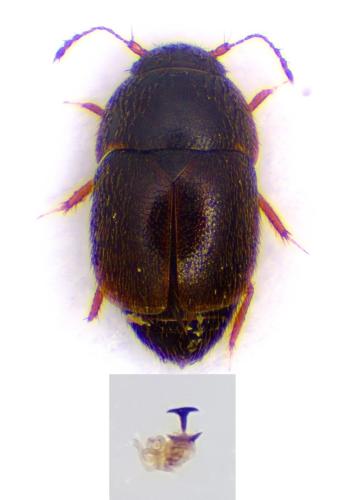 Acrotrichis sp.